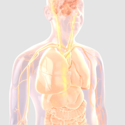 The metabolism of Axona interactive chart